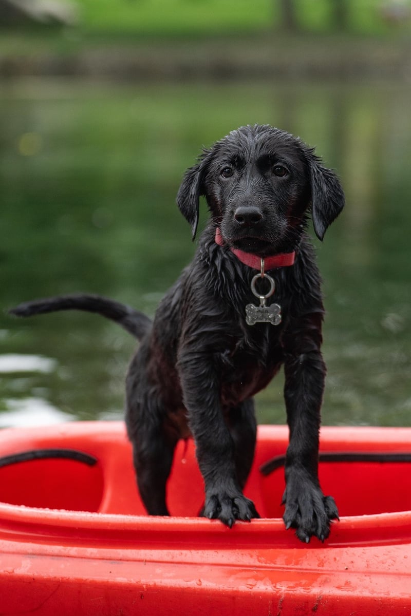 Adventure Dog